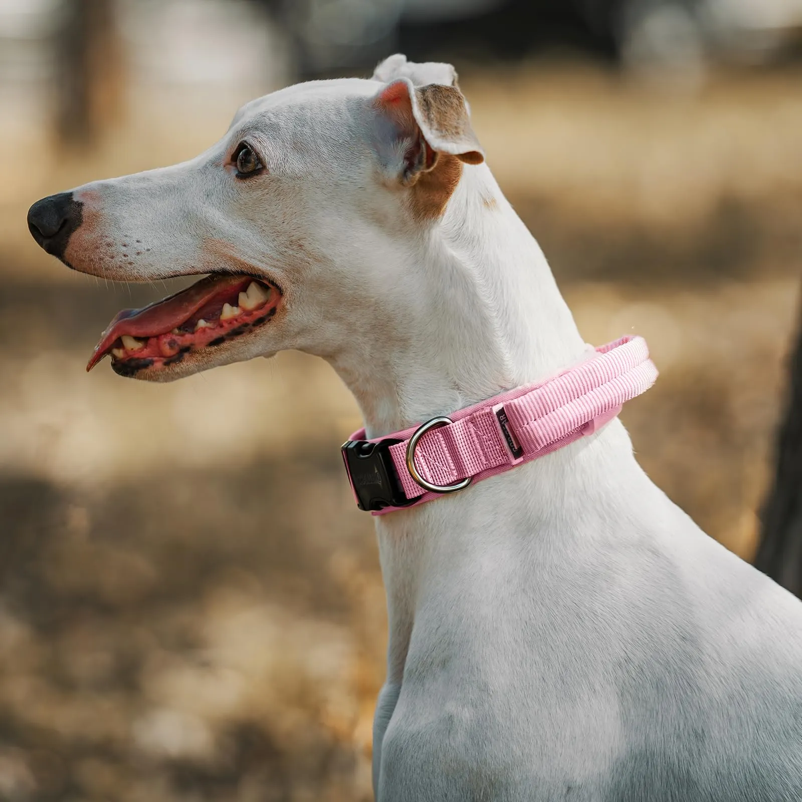 OneTigris Collare per cani con fibbia in metallo per cani (Rosa, S) - immagine 8