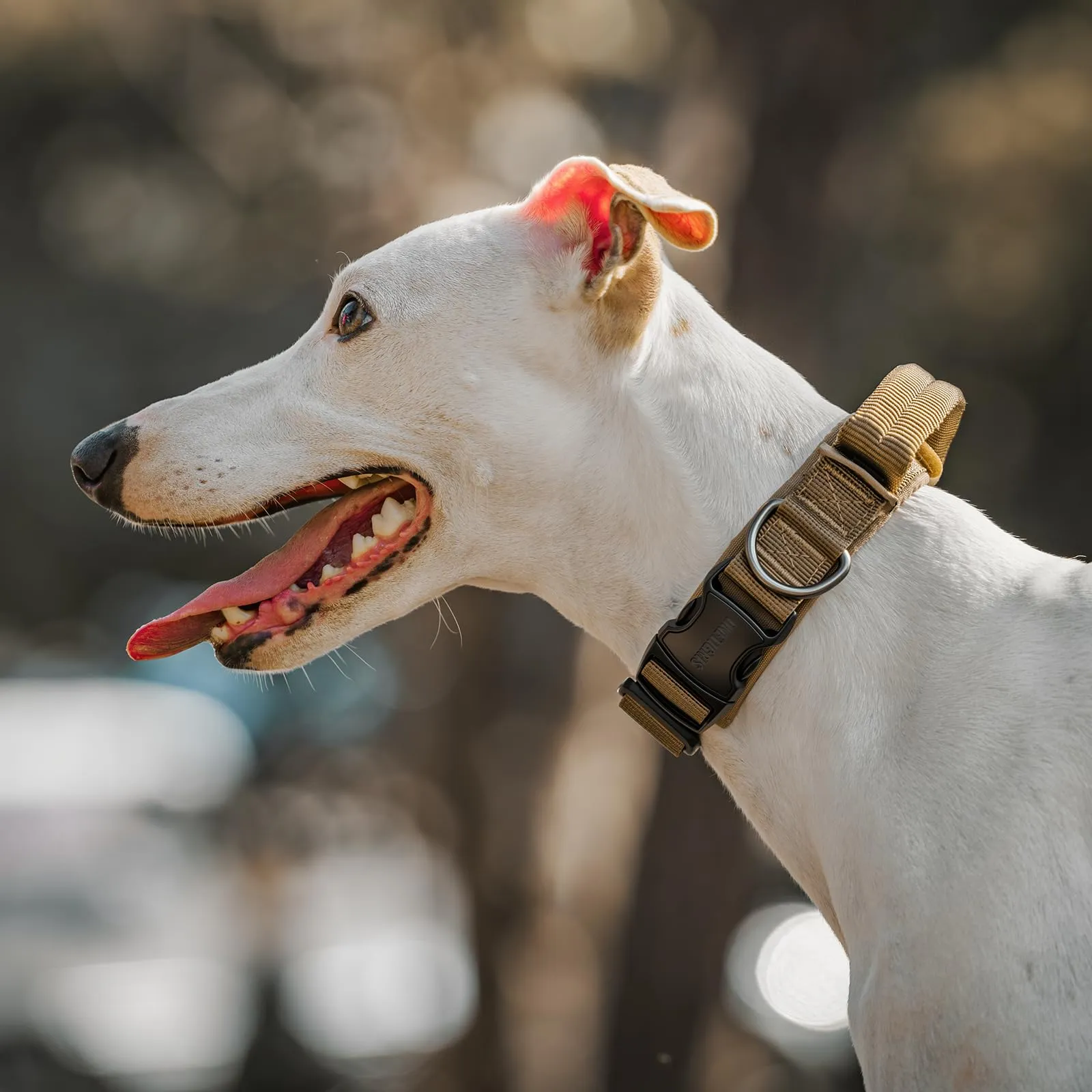 OneTigris Collare per cani con fibbia in metallo per cani (Verde, S) - immagine 8