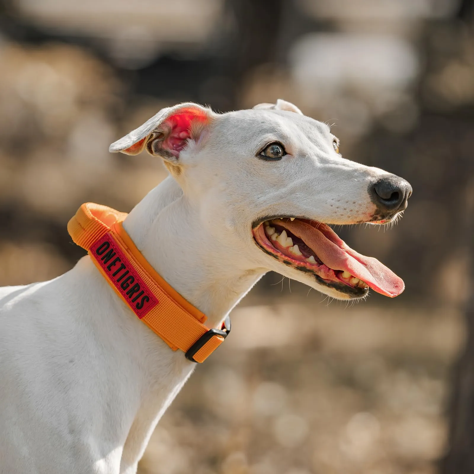 OneTigris Collare per cani con fibbia in metallo per cani (Grigio, S) - immagine 7