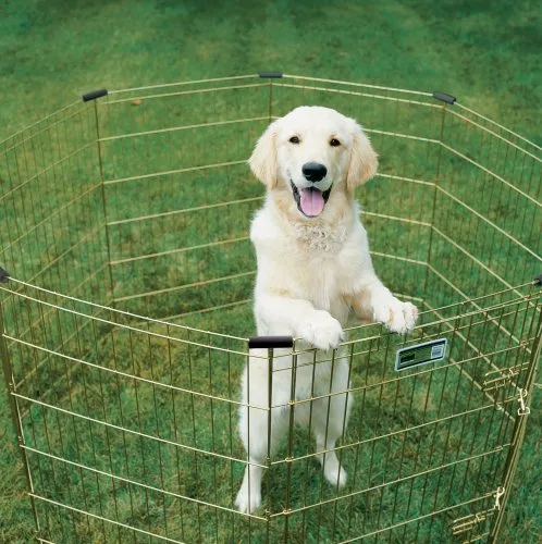 MidWest Homes for Pets 542-30, Recinto per animali in metallo, pieghevole, con porta e picchetti, offre 1,5 metri di spazio per giocare e muoversi, 76 cm di altezza, oro zinco - immagine 3