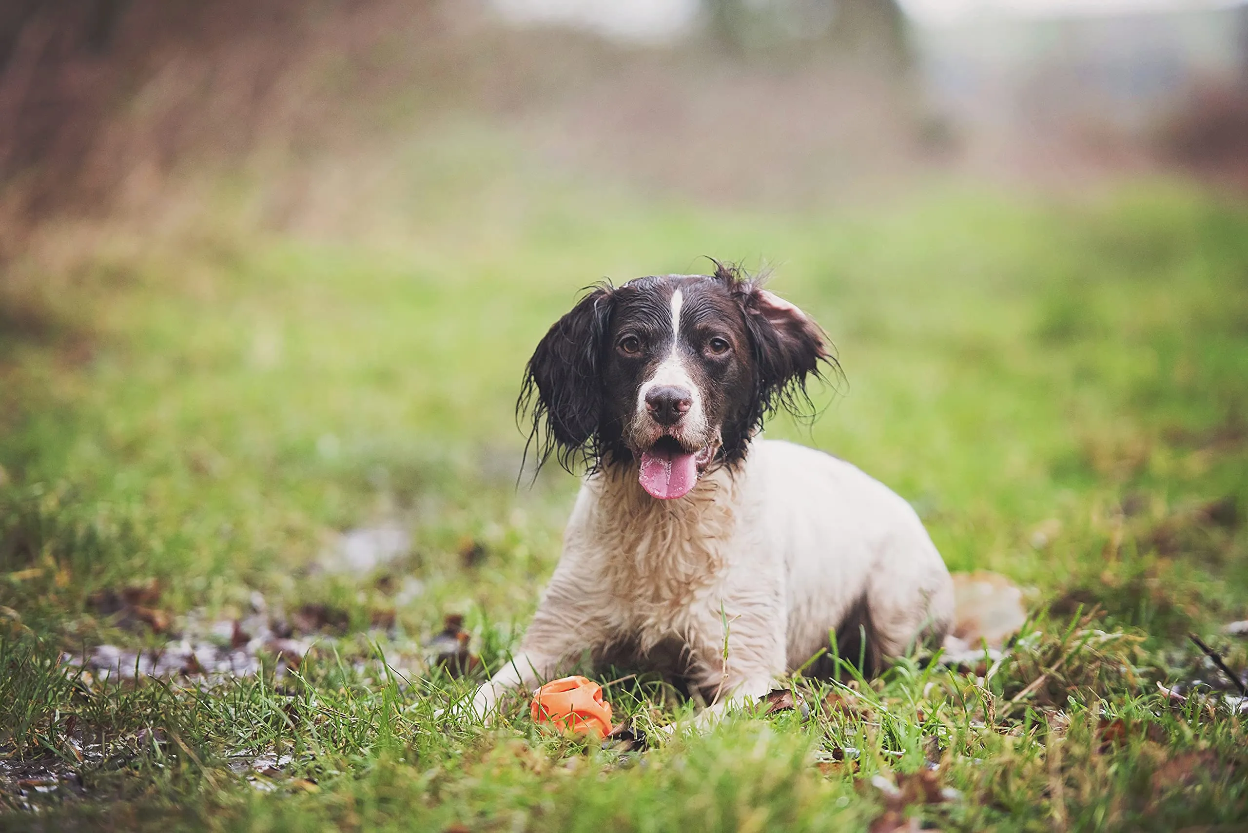 Chuckit Palla Breathe Right Fetch Ball Large, Palla da Perseguire per Il Cane, L - immagine 4