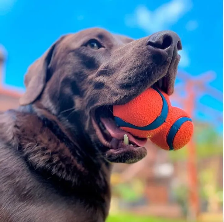 Chuckit! - Ultra Tumbler - Giocattolo da inseguimento per cani - Fusione di 2 Ultra Balls, 1 media e 1 grande - Giocattolo robusto e versatile - Taglia unica - Diametro di 6 e 7,5 cm - immagine 2