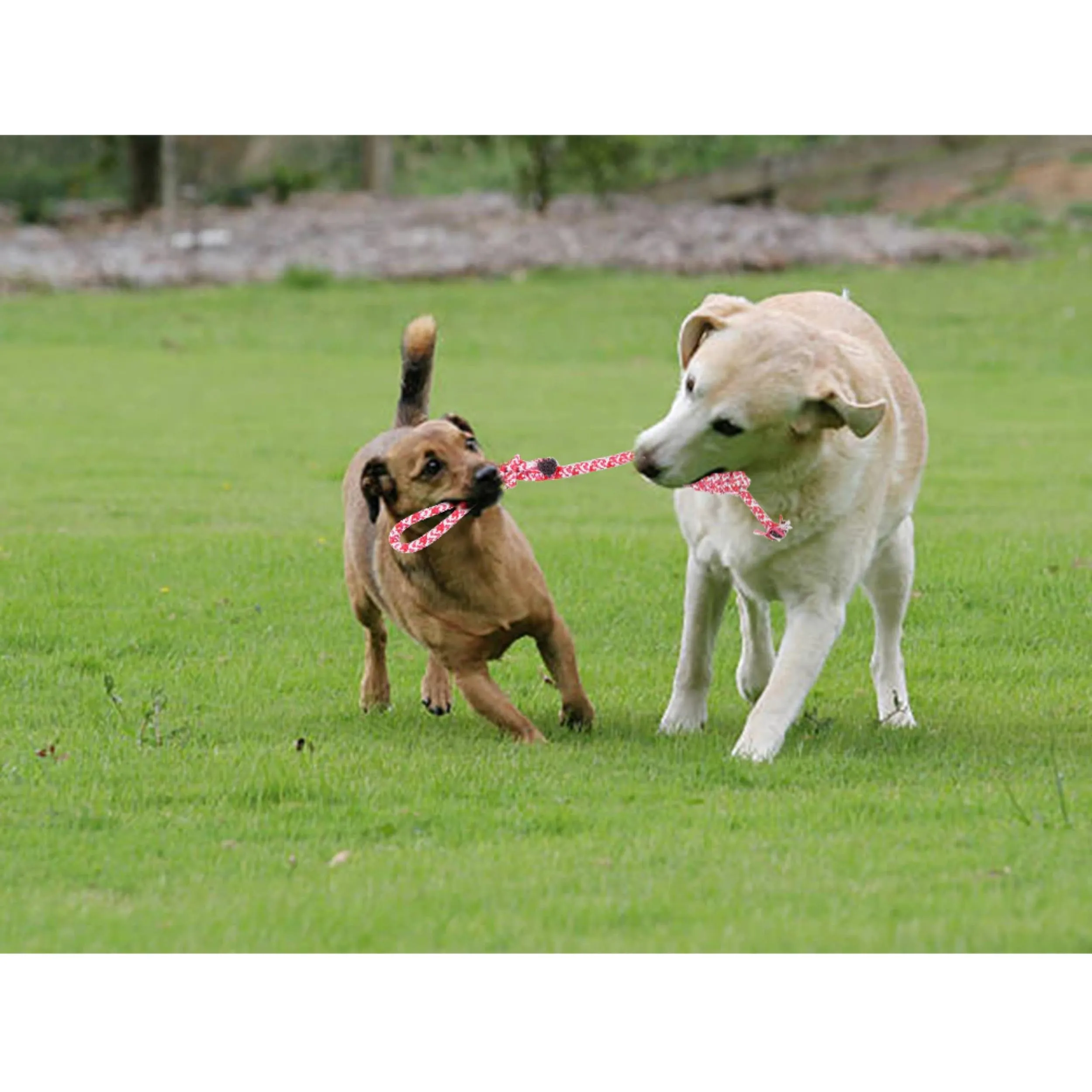 PARENCE – Giocattolo con corda intrecciata per cani – 40 cm – Ultra resistente a giochi di lancio, lancio e morso – Manico da 10 cm – Colori casuali (blu o rosso) - immagine 2