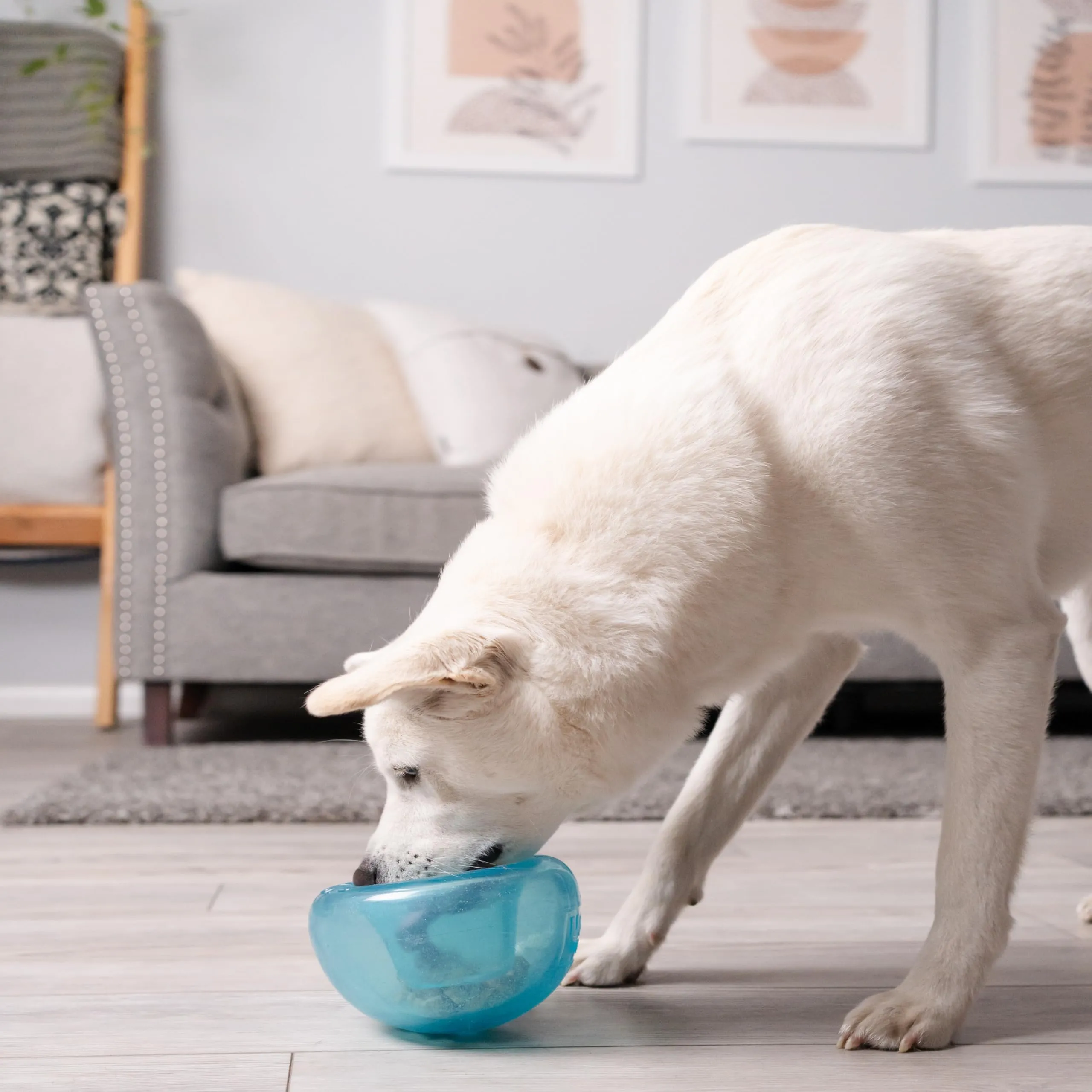 Planet Dog Orbee-Tuff Snoop - Gioco interattivo per cani - erogatore di ricompensa - blu - grande - immagine 8