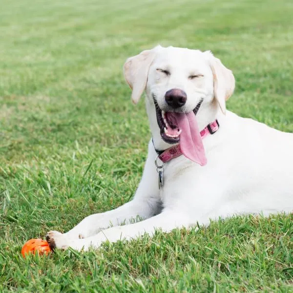 Chuckit Palla Breathe Right Fetch Ball Xlarge, Palla da Perseguire per il Cane, XL - immagine 3