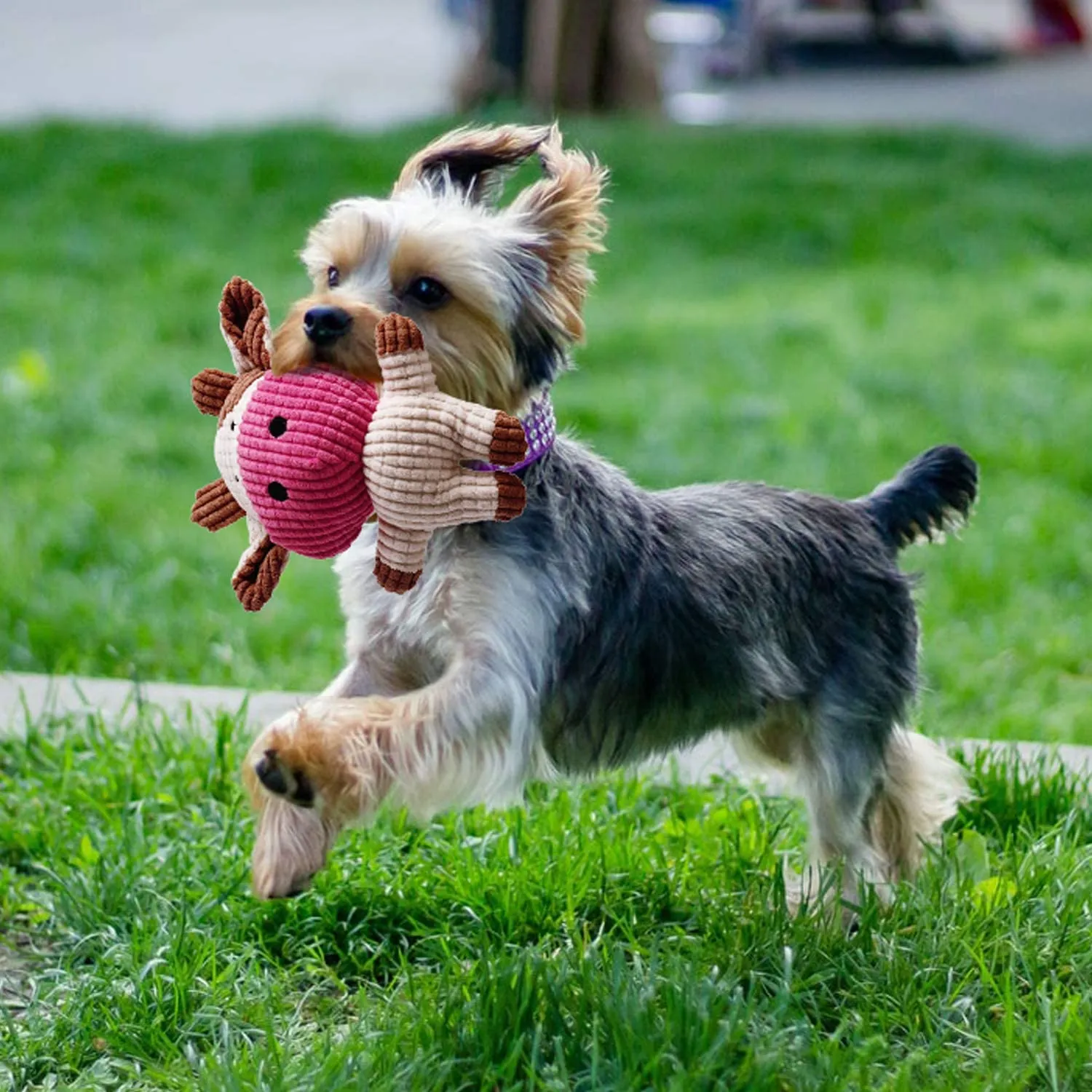 Toozey Giochi per Cani, Set di 7 Giocattoli per Cuccioli, Giocattoli Intelligenti da Masticare e Corda per Cani Durevole e Squillante, Cotone Naturale, Allevia Lo Stress e la Noia - immagine 8