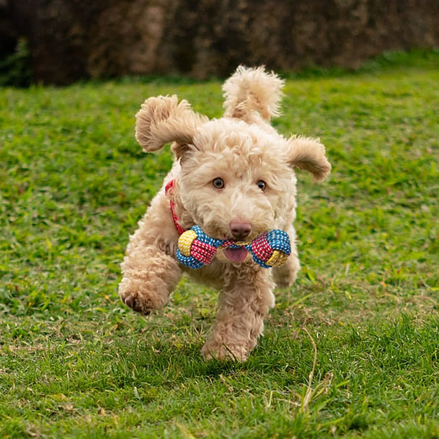 Toozey Giochi per Cani, Set di 7 Giocattoli per Cuccioli, Giocattoli Intelligenti da Masticare e Corda per Cani Durevole e Squillante, Cotone Naturale, Allevia Lo Stress e la Noia - immagine 9