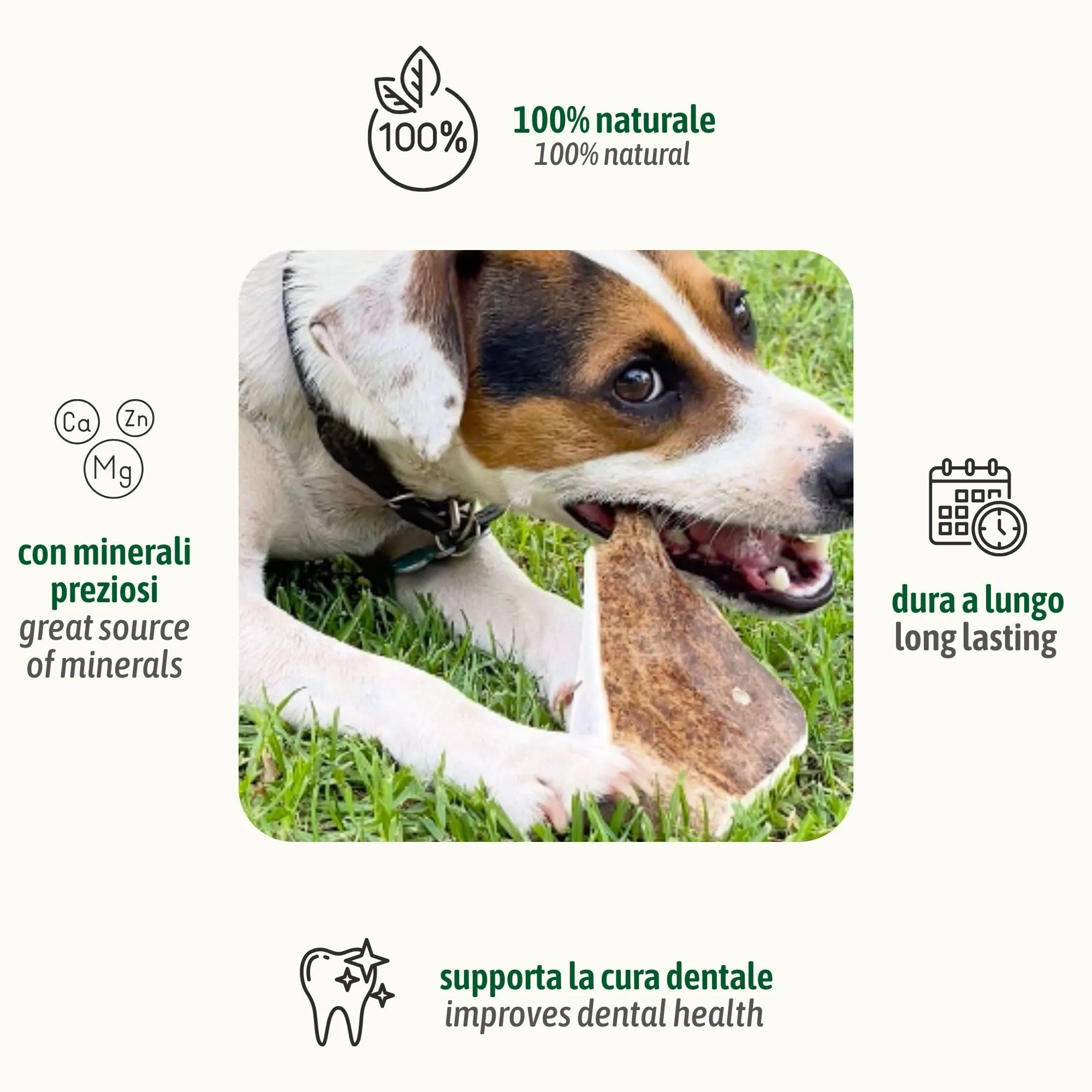 ChronoBalance-XL Corno di Cervo Daino per Cani, Confezione da 1, 100% Naturale, Osso di Cervo, Cura Dentale, Giocattolo per Cani, Ricco di Minerali e Nutrienti, Lunga Durata - immagine 2