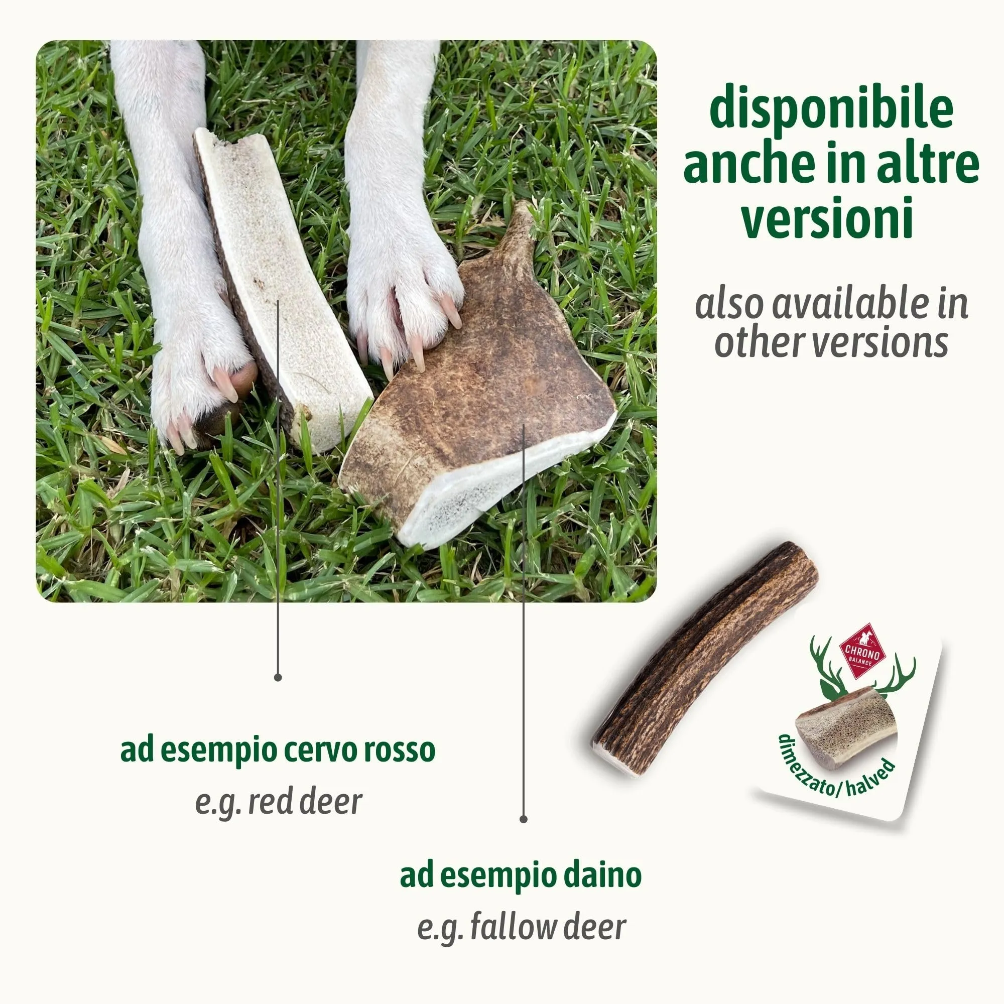 ChronoBalance-M Corno di Cervo per Cani, Confezione da 2, Dimezzato, 100% Naturale, Osso di Cervo, Cura Dentale, Giocattolo per Cani, Senza Sostanze Chimiche, Lunga Durata - immagine 7