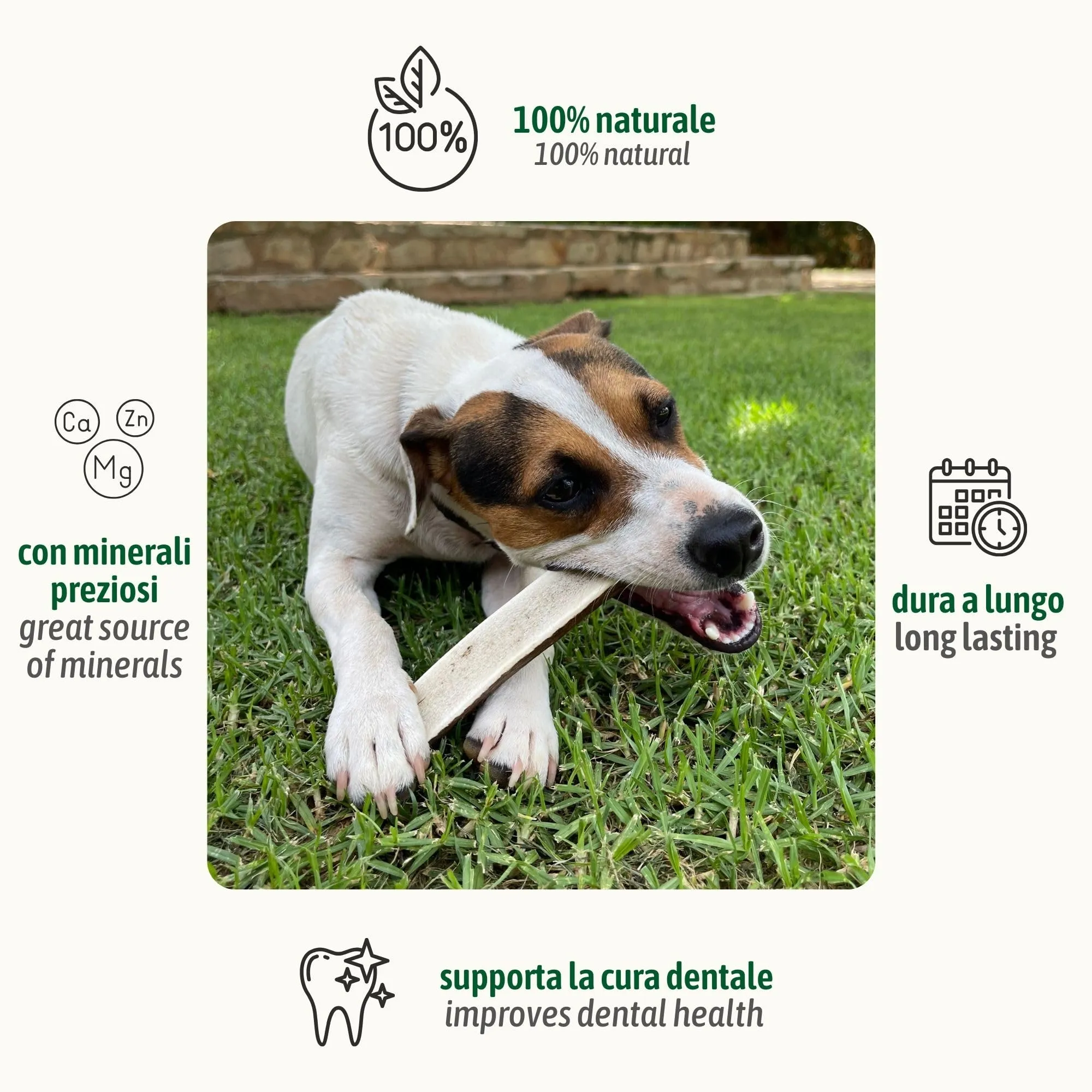 ChronoBalance-L Corno di Cervo per Cani, Confezione da 2, Dimezzato, 100% Naturale, Osso di Cervo, Cura Dentale, Giocattolo per Cani, Senza Sostanze Chimiche, Lunga Durata - immagine 2