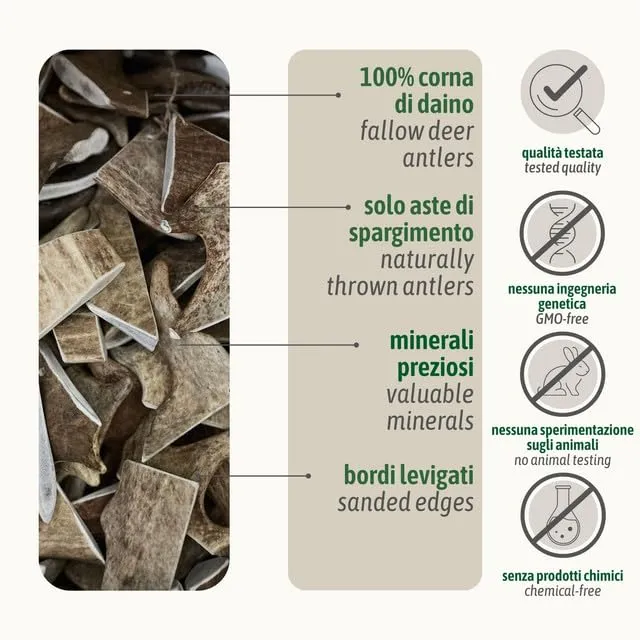 ChronoBalance-M Corno di Cervo Daino per Cani, Confezione da 2, 100% Naturale, Osso di Cervo, Cura Dentale, Giocattolo per Cani, Ricco di Minerali e Nutrienti, Lunga Durata - immagine 4