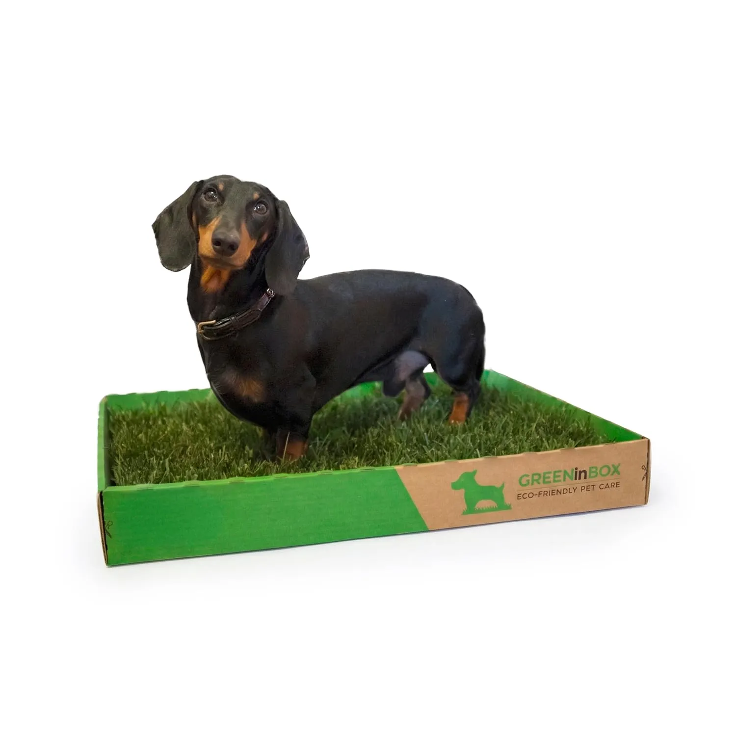 GreenInBox® Zolla in Vera Erba – Lettiera Naturale per Training Cucciolo, Cani Piccoli. 60x40 cm - immagine 1