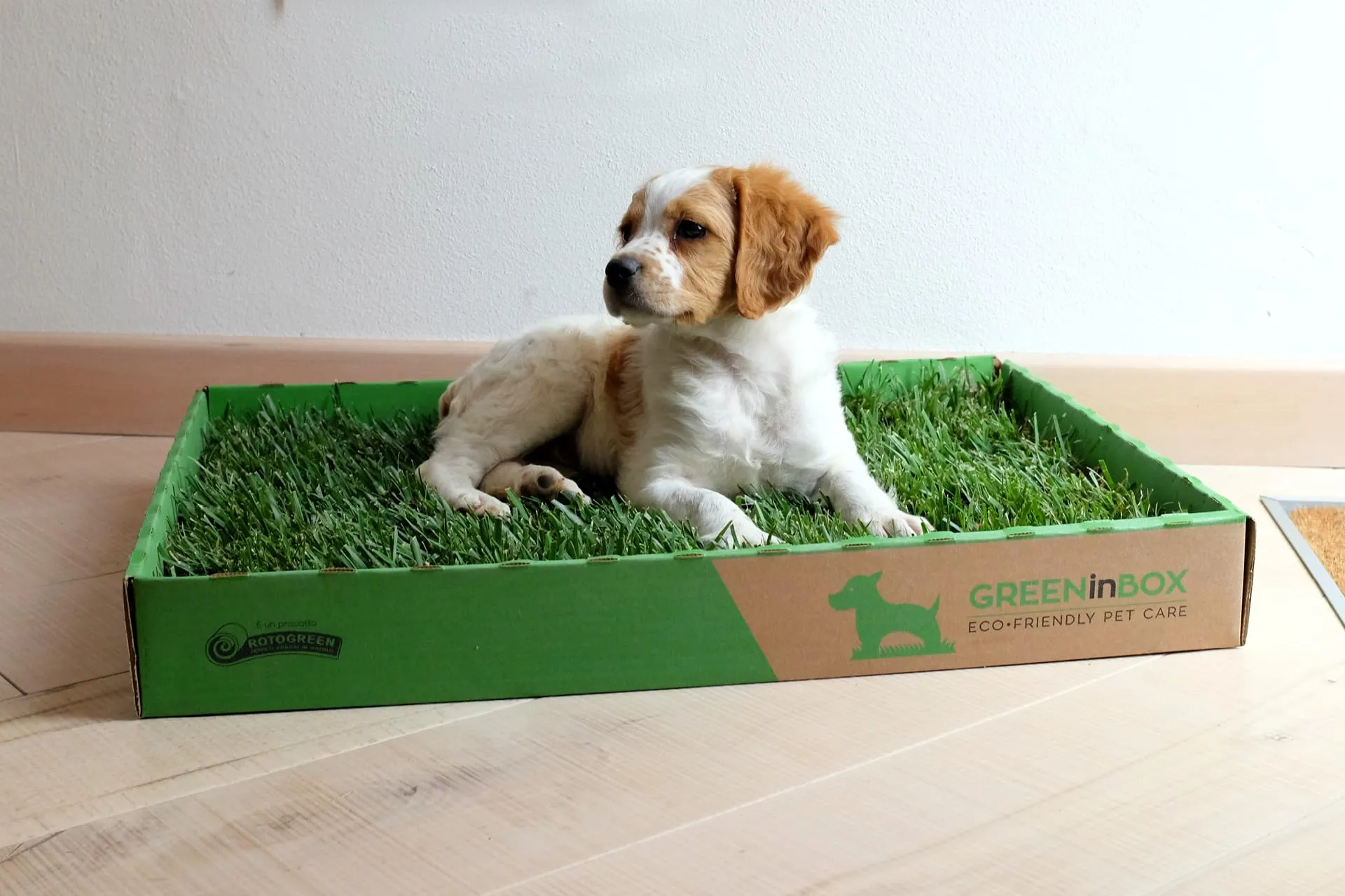 GreenInBox® Zolla in Vera Erba – Lettiera Naturale per Training Cucciolo, Cani Piccoli. 60x40 cm - immagine 3
