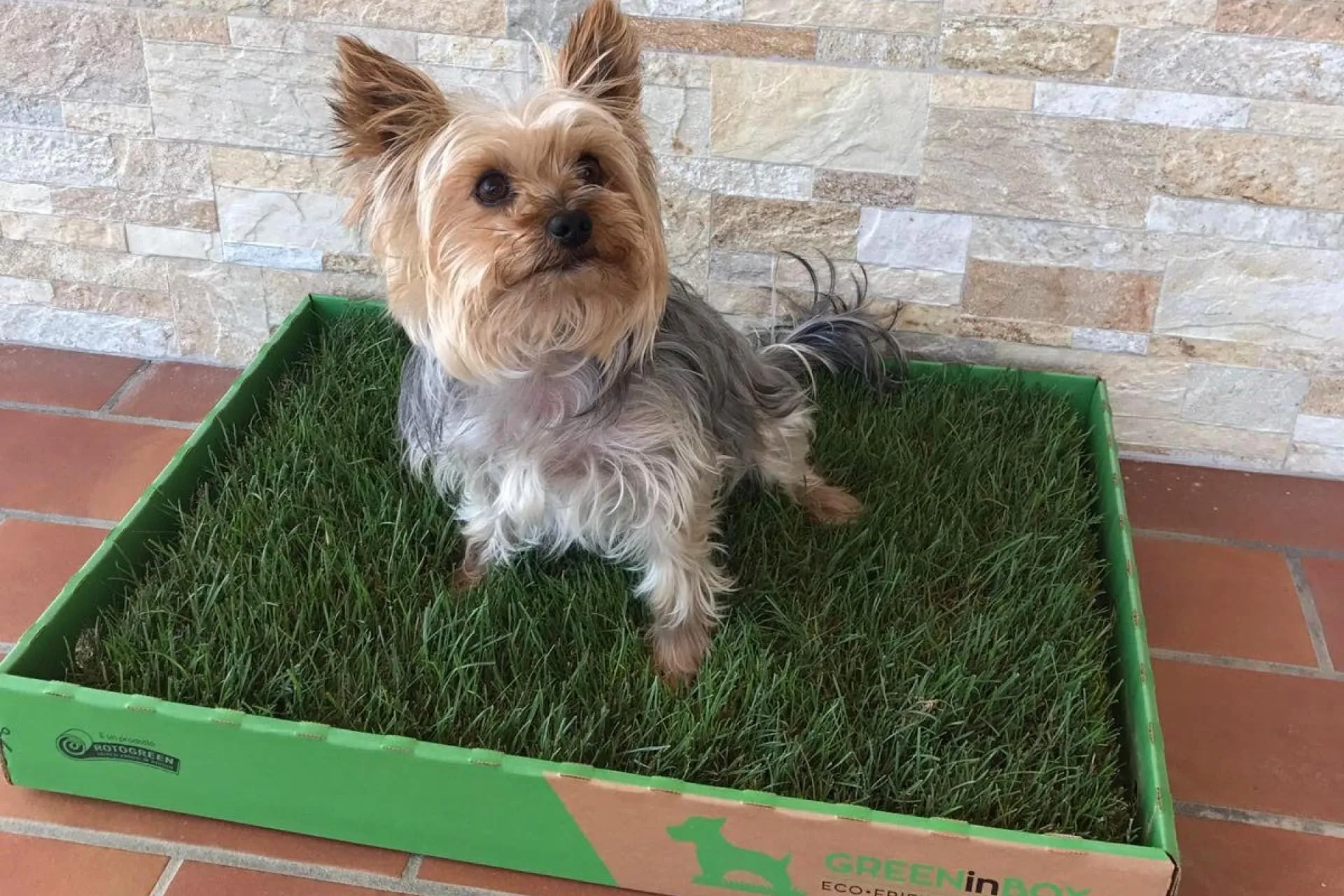 GreenInBox® Zolla in Vera Erba – Lettiera Naturale per Training Cucciolo, Cani Piccoli. 60x40 cm - immagine 5