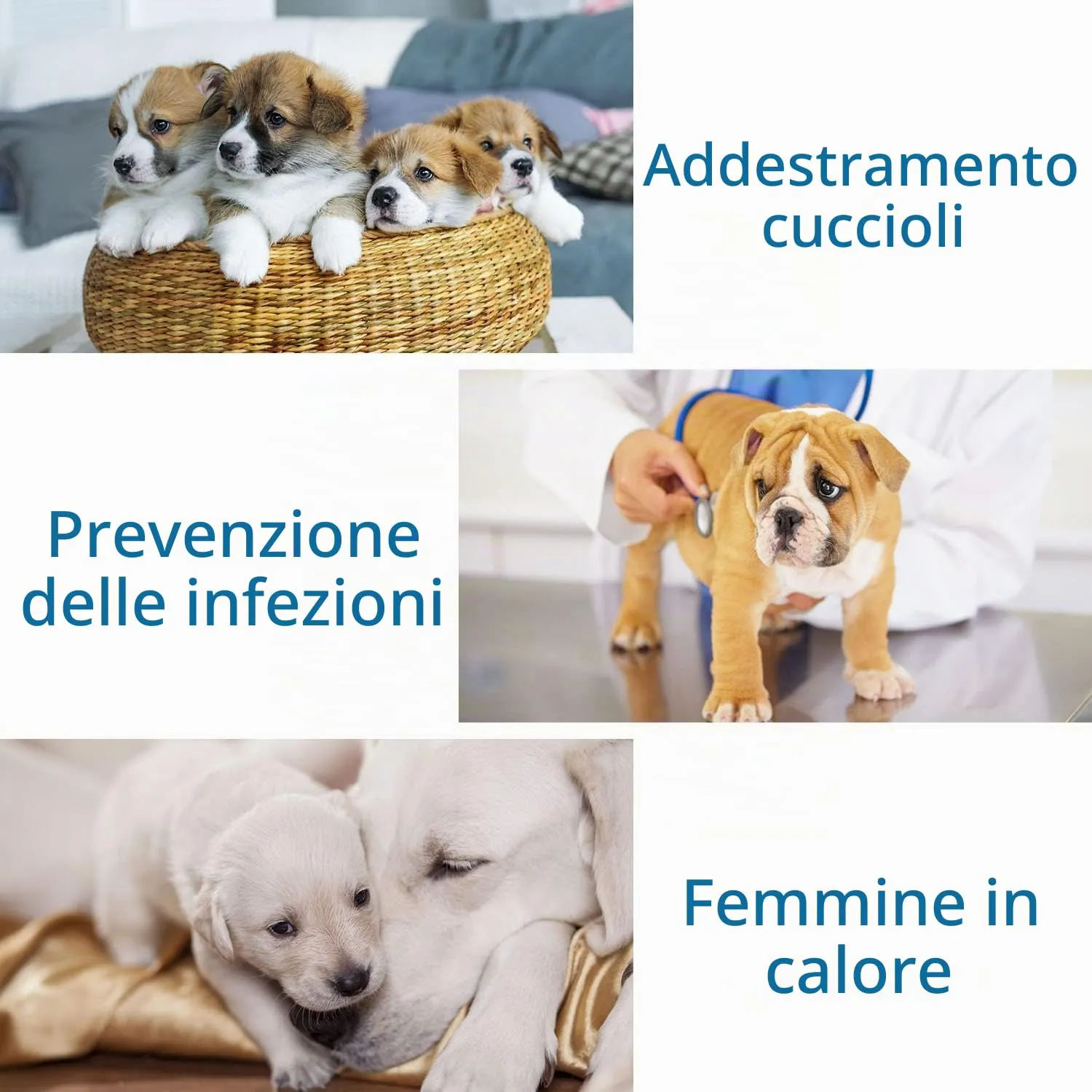 Nobleza Pannolini per Cani USA e Getta Pannolini per addestramento per Cuccioli per Femmine Assorbenti per Animali Domestici Confezione da 12 Pezzi, L - immagine 7