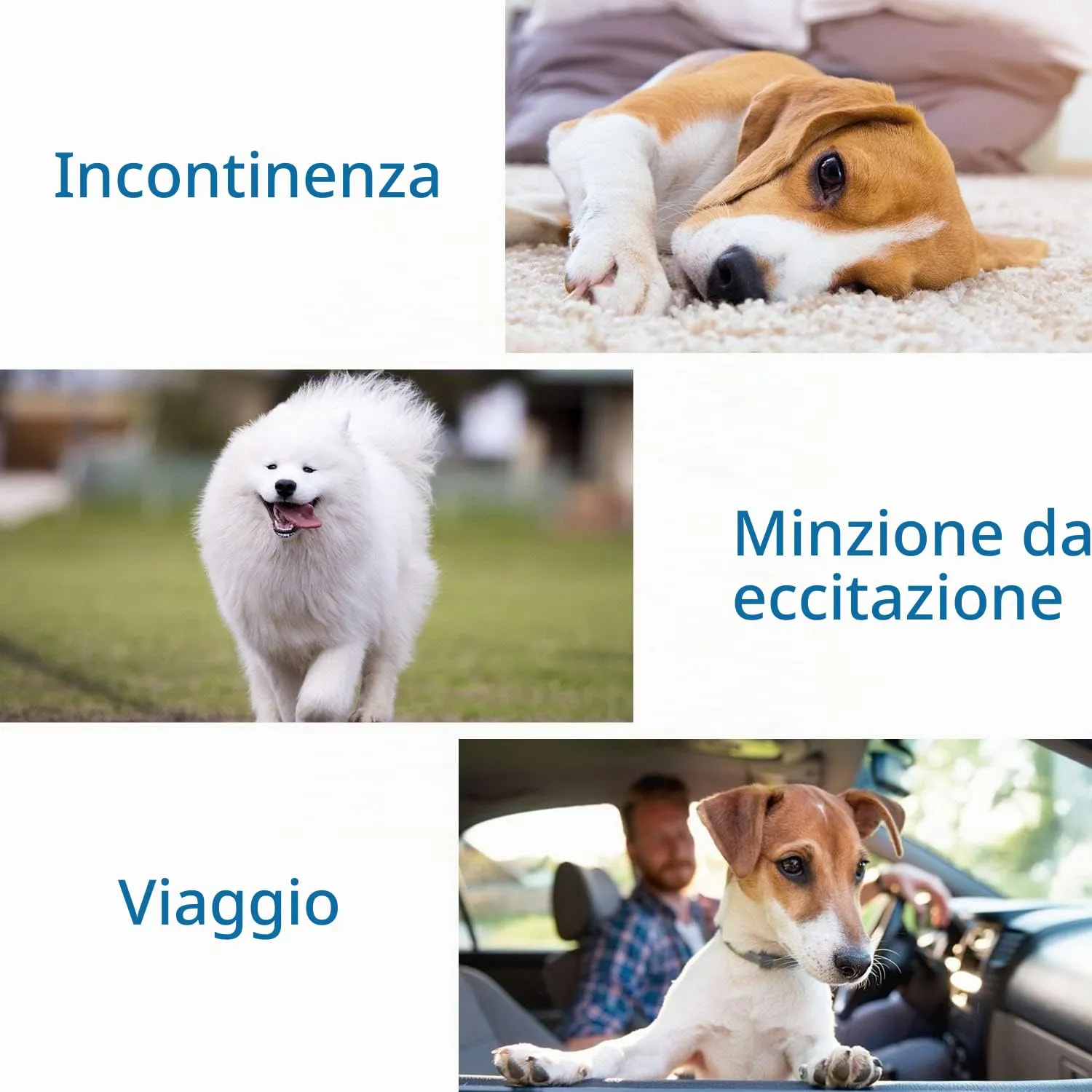 Nobleza Pannolini per Cani USA e Getta Pannolini per addestramento per Cuccioli per Femmine Assorbenti per Animali Domestici Confezione da 12 Pezzi, L - immagine 8