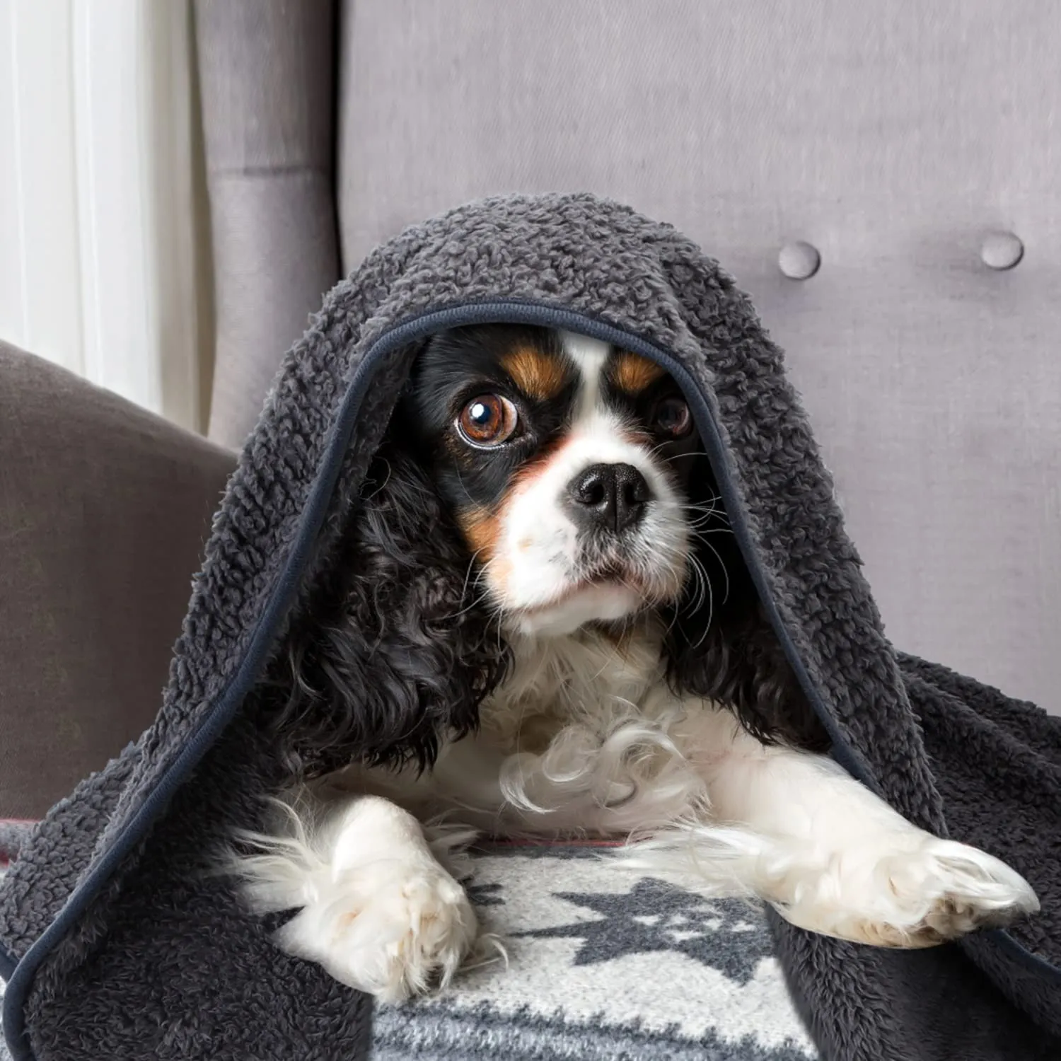 Nobleza - Morbida Coperta in Pile per Cani e Gatti. Confezione, Color Grigio, Misure 100 * 80 - immagine 6