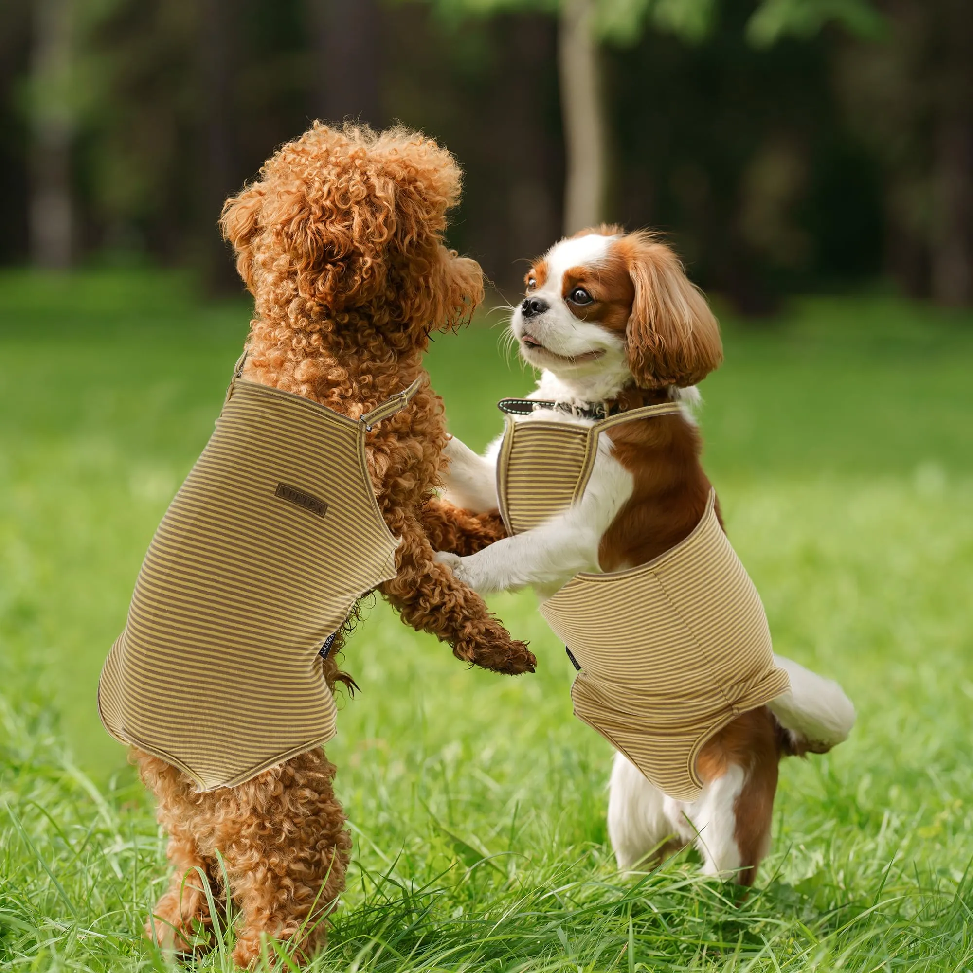 CAPASTEC Pannolini per Cani Lavabili E Riutilizzabili Giallo Marrone XL - immagine 4