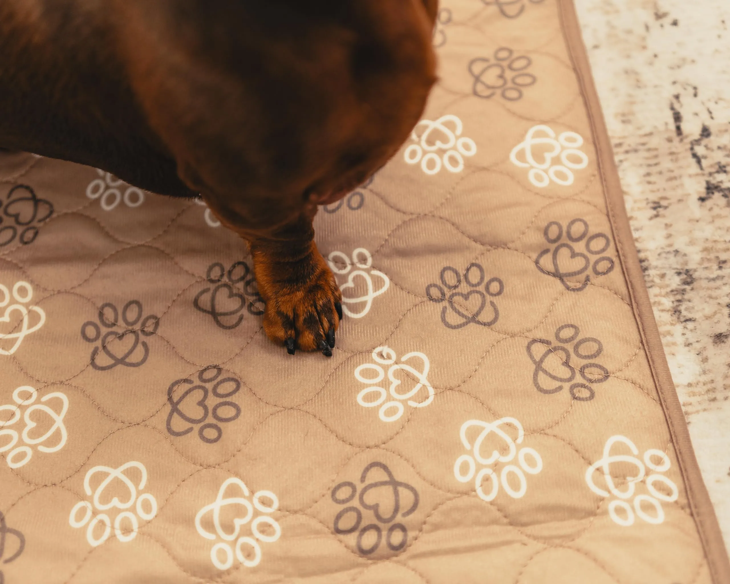 Baupad - tappetino lavabile per cani - traversa impermeabile e assorbente con tecnologia 4 strati per casa auto e viaggio. Traversine lavabili in lavatrice fino a 300 lavaggi. Traversa Taglia S Beige - immagine 4