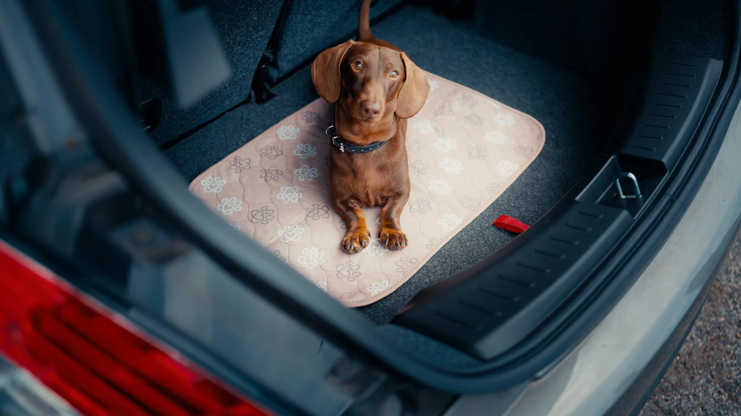 Baupad - tappetino lavabile per cani - traversa impermeabile e assorbente con tecnologia 4 strati per casa auto e viaggio. Traversine lavabili in lavatrice fino a 300 lavaggi. - immagine 5