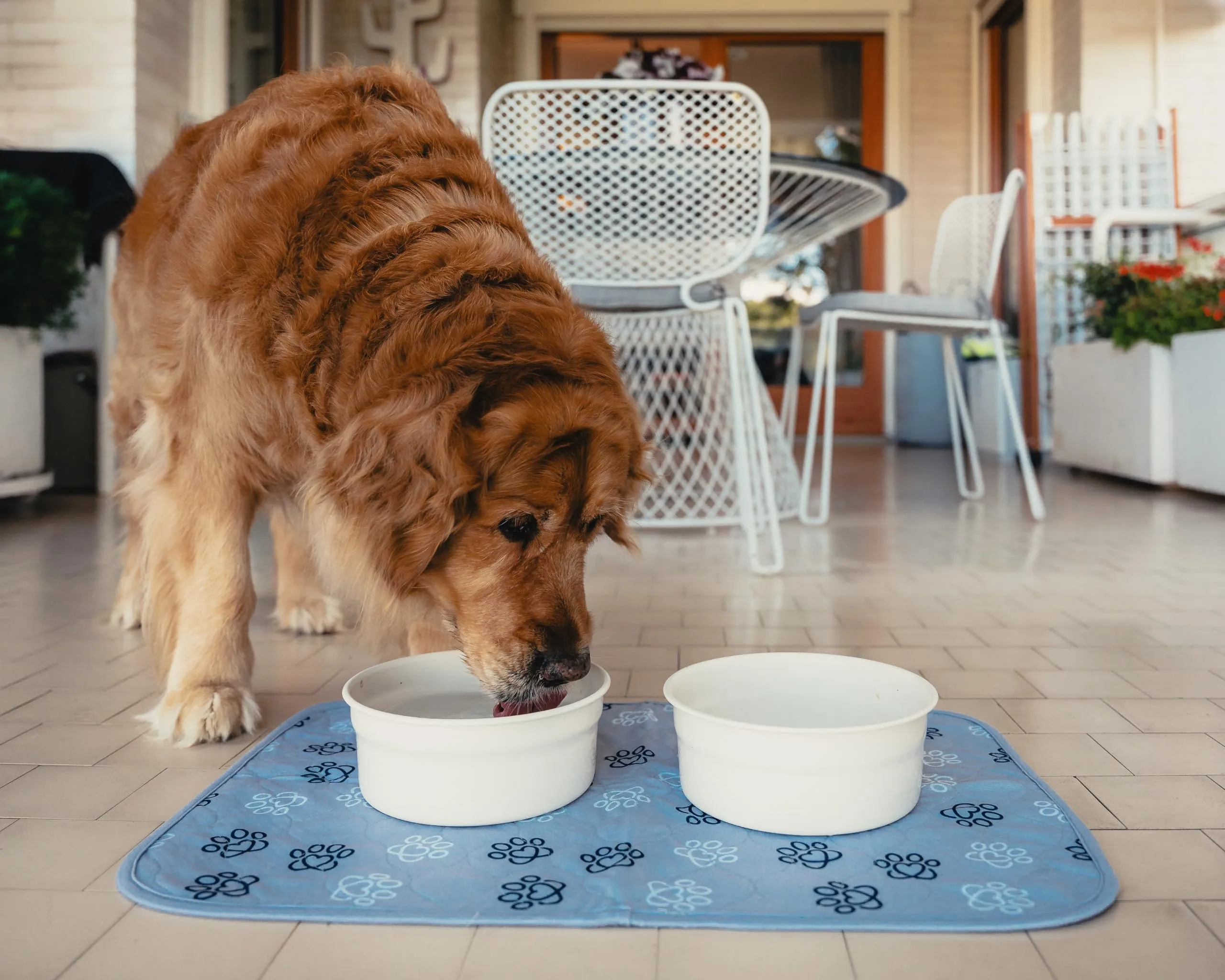 Baupad - tappetino lavabile per cani - traversa impermeabile e assorbente con tecnologia 4 strati per casa auto e viaggio. Traversine lavabili in lavatrice fino a 300 lavaggi. - immagine 7