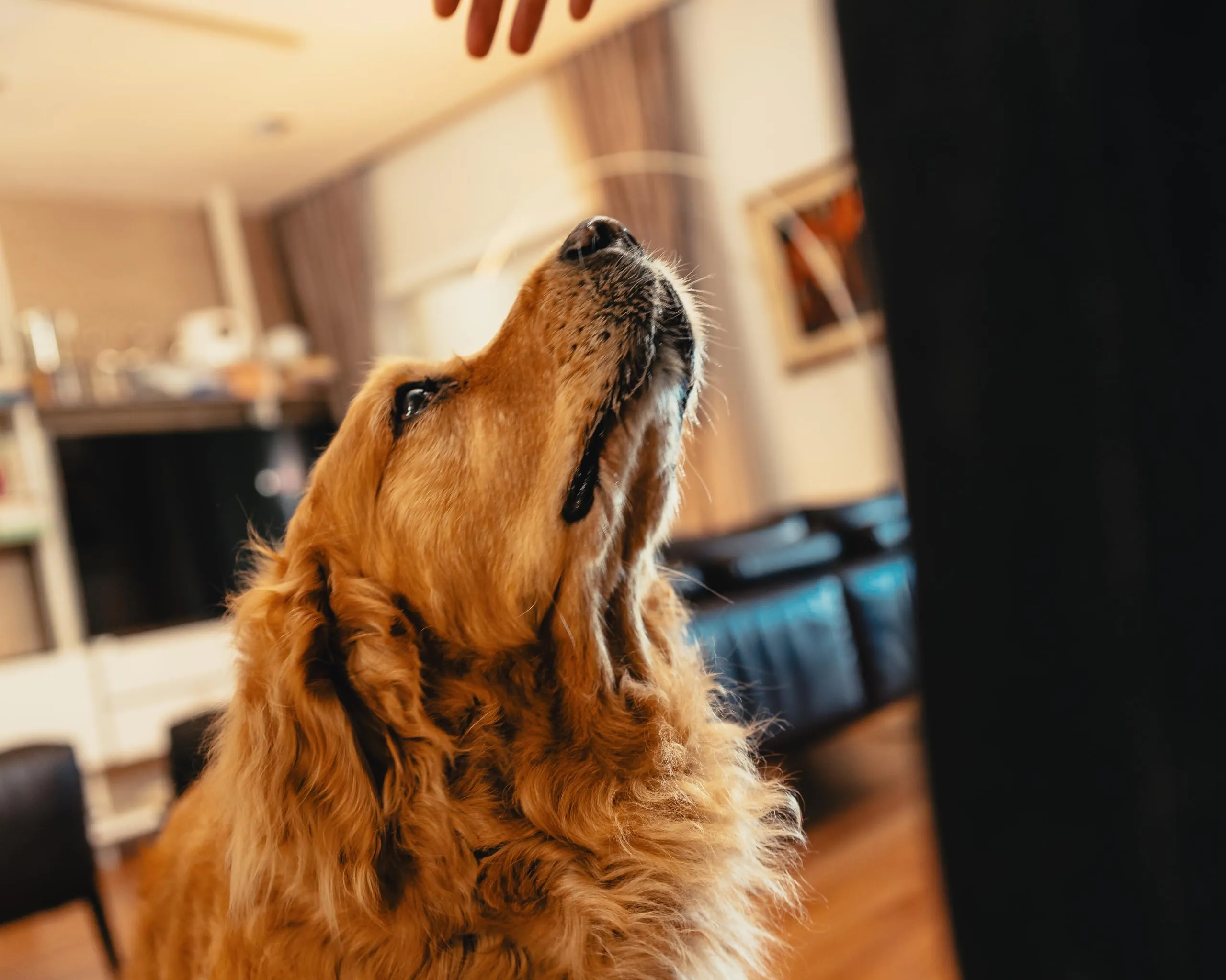 Baupad - tappetino lavabile per cani - traversa impermeabile e assorbente con tecnologia 4 strati per casa auto e viaggio. Traversine lavabili in lavatrice fino a 300 lavaggi. Taglia M - Grigio - immagine 6