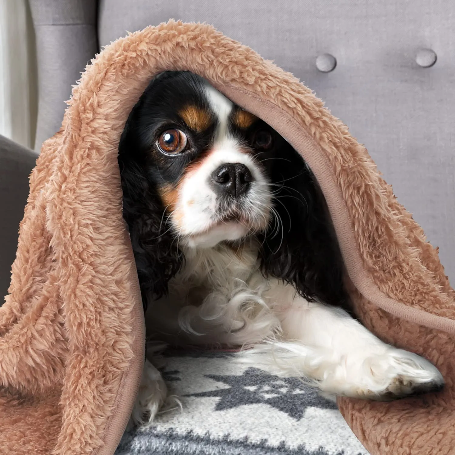 Nobleza Morbida coperta in Pile per cani e gatti. Confezione, color Marrone, misure 120 * 100cm - immagine 5