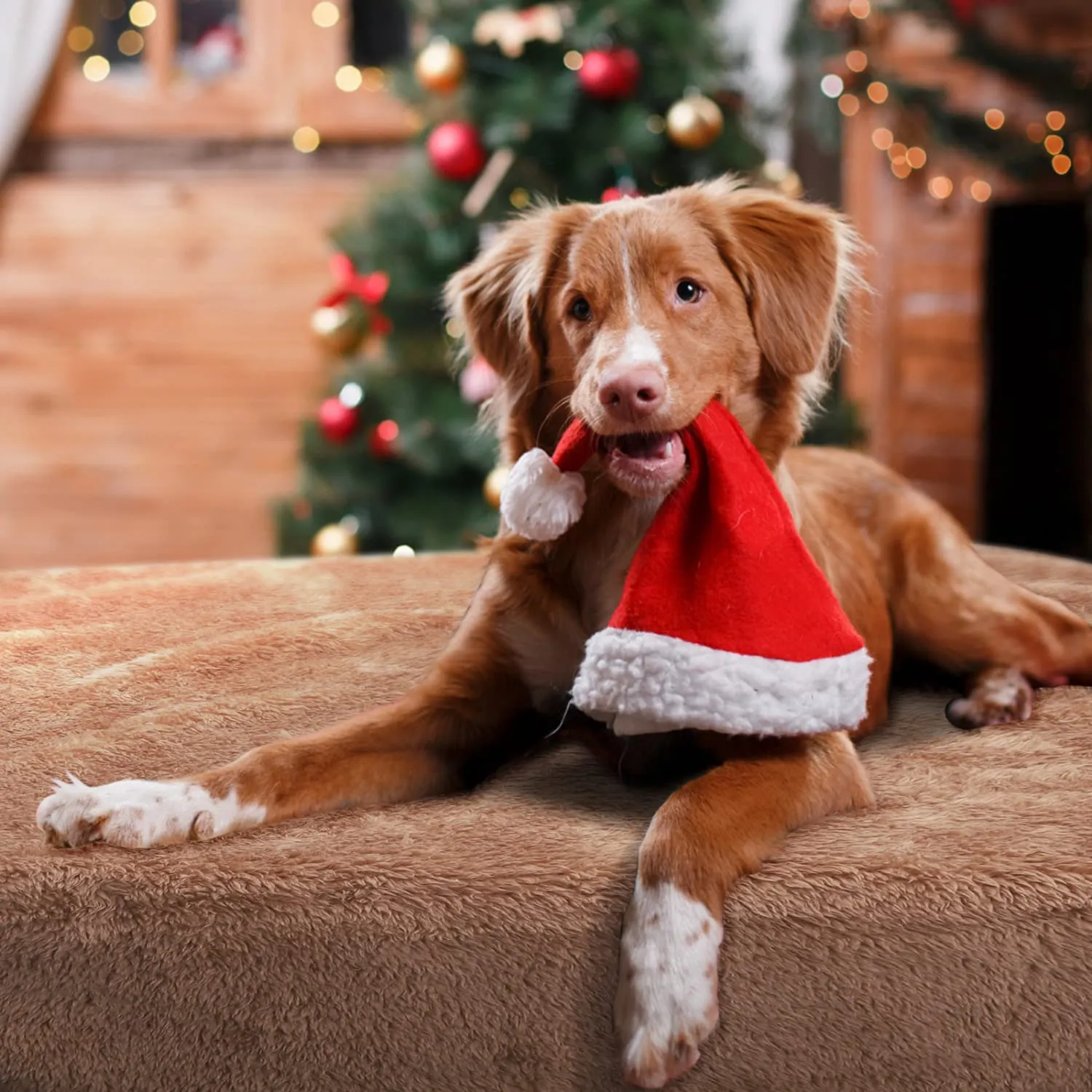 Nobleza - Morbida coperta in Pile per cani e gatti. Confezione, color Marrone, misure 100 * 80 - immagine 8