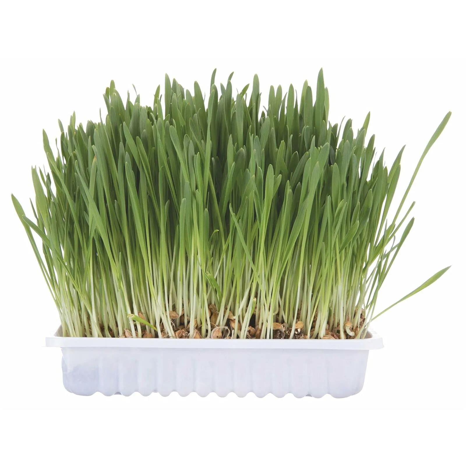 Trixie TX 4235 - Cat Grass Bowl, 100gr - immagine 3
