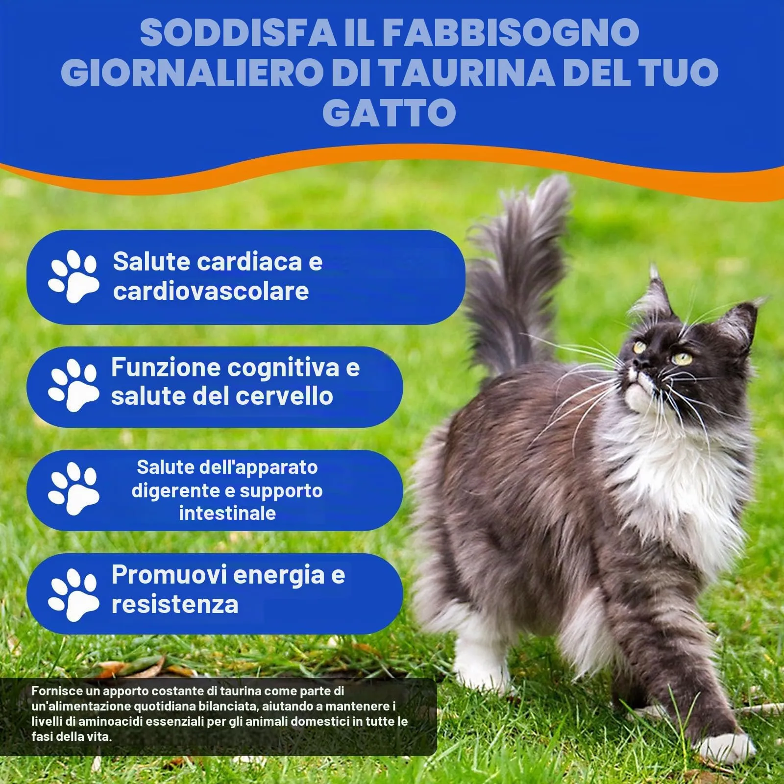 Taurin Gatto | Integratore alimentare ad alta purezza (99%) per cuore e vista | Taurina in polvere per gatti per gatti, adulti e anziani – Ideale per cibo da barba, umido e secco – tutte le fasi della - immagine 4