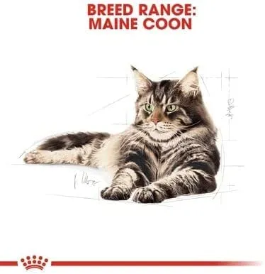 Royal Canin Maine Coon Adult | 400 g | Cibo secco per gatti | Adattato alle esigenze dei gatti Maine Coon | Per il sostegno delle articolazioni e delle ossa - immagine 3