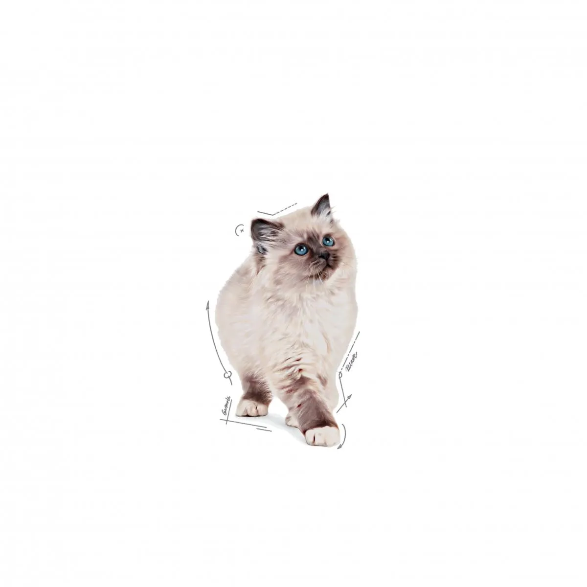 Royal Canin Kitten Instinvenge, Cat Food - Pacchetto di 12 x 85 gr - Totale: 1020 gr - immagine 5