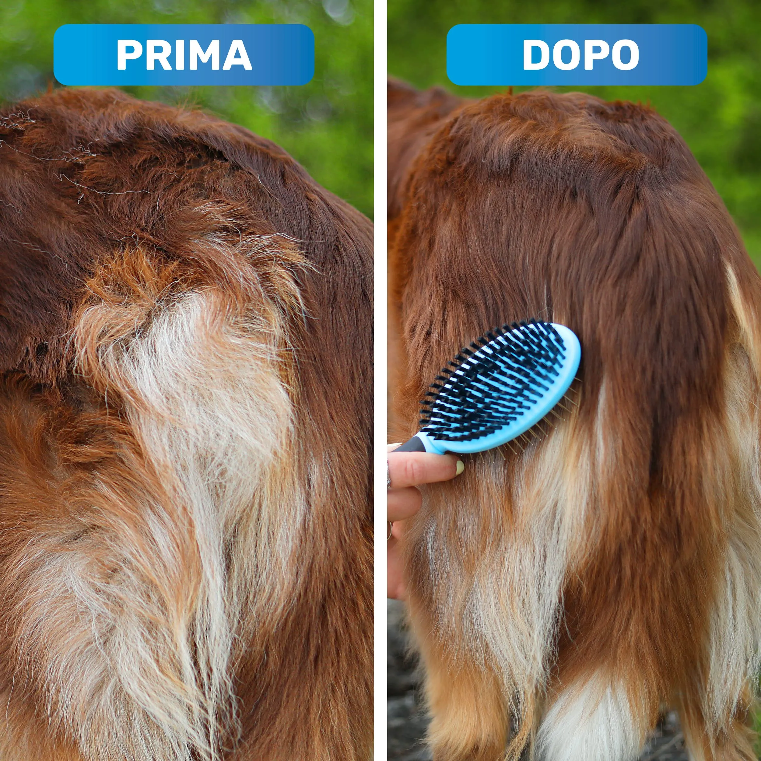 BluePet 2in1 Spazzola per Cani Pelo Lungo e Corto, Pettine Cuccioli e Gatti - immagine 3