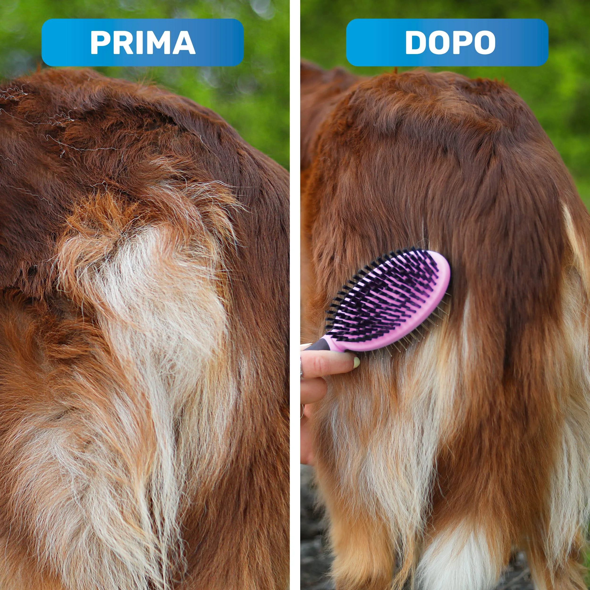BluePet 2in1 Spazzola per Cani Pelo Lungo e Corto, Pettine Cuccioli e Gatti - immagine 3