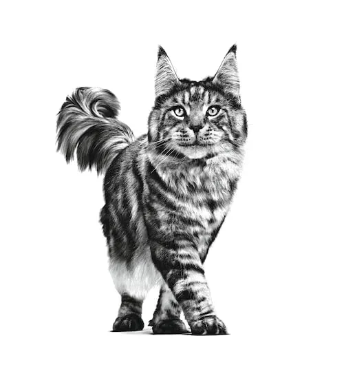 Royal Canin Veterinary Renal Pollo | Confezione da 4 | 4 x 12 x 85 g | Alimento dietetico completo per gatti adulti con problemi renali - immagine 6