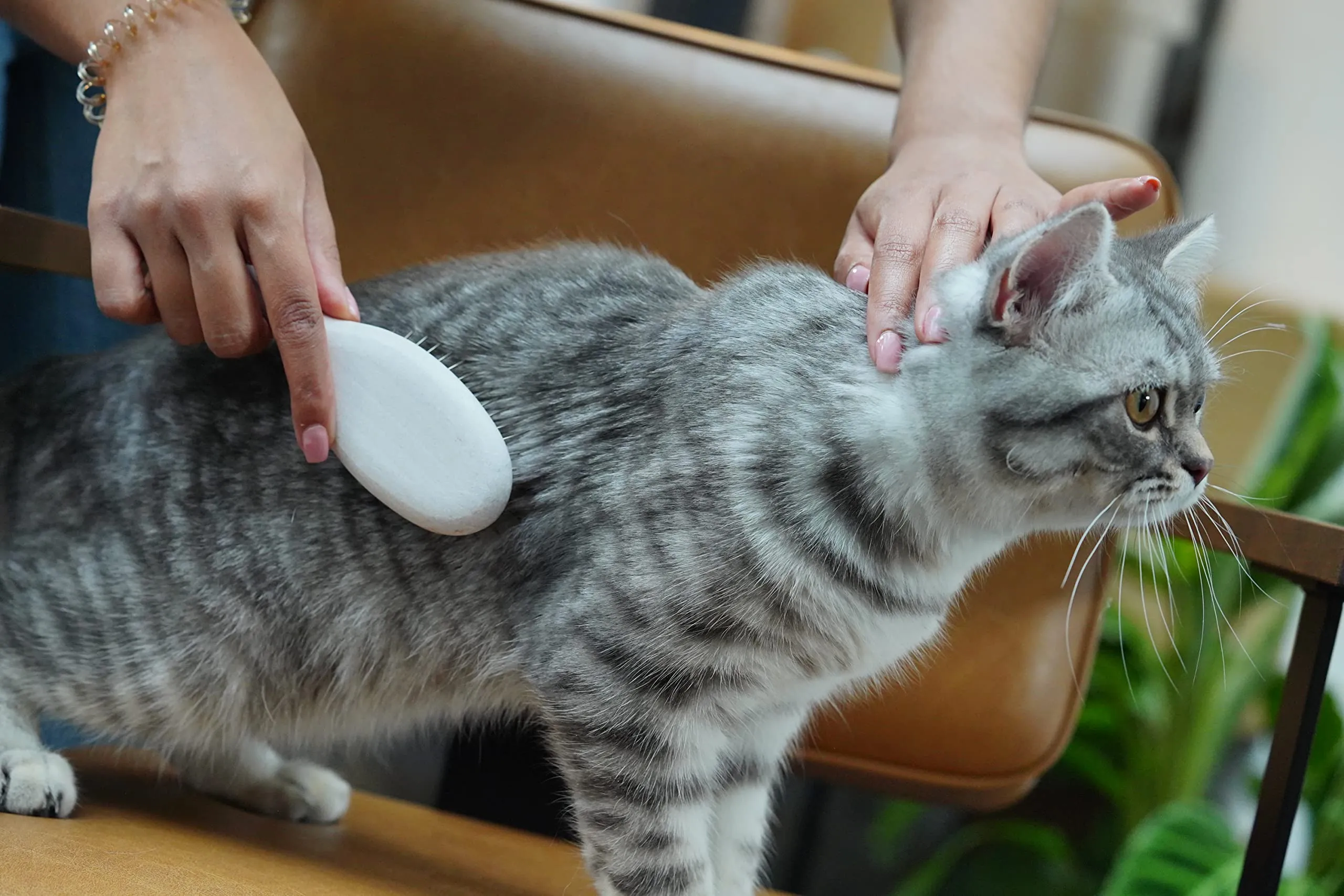 LucyBalu® Figaro Spazzola per gatti con setole metallo e legno I Bianco - immagine 3