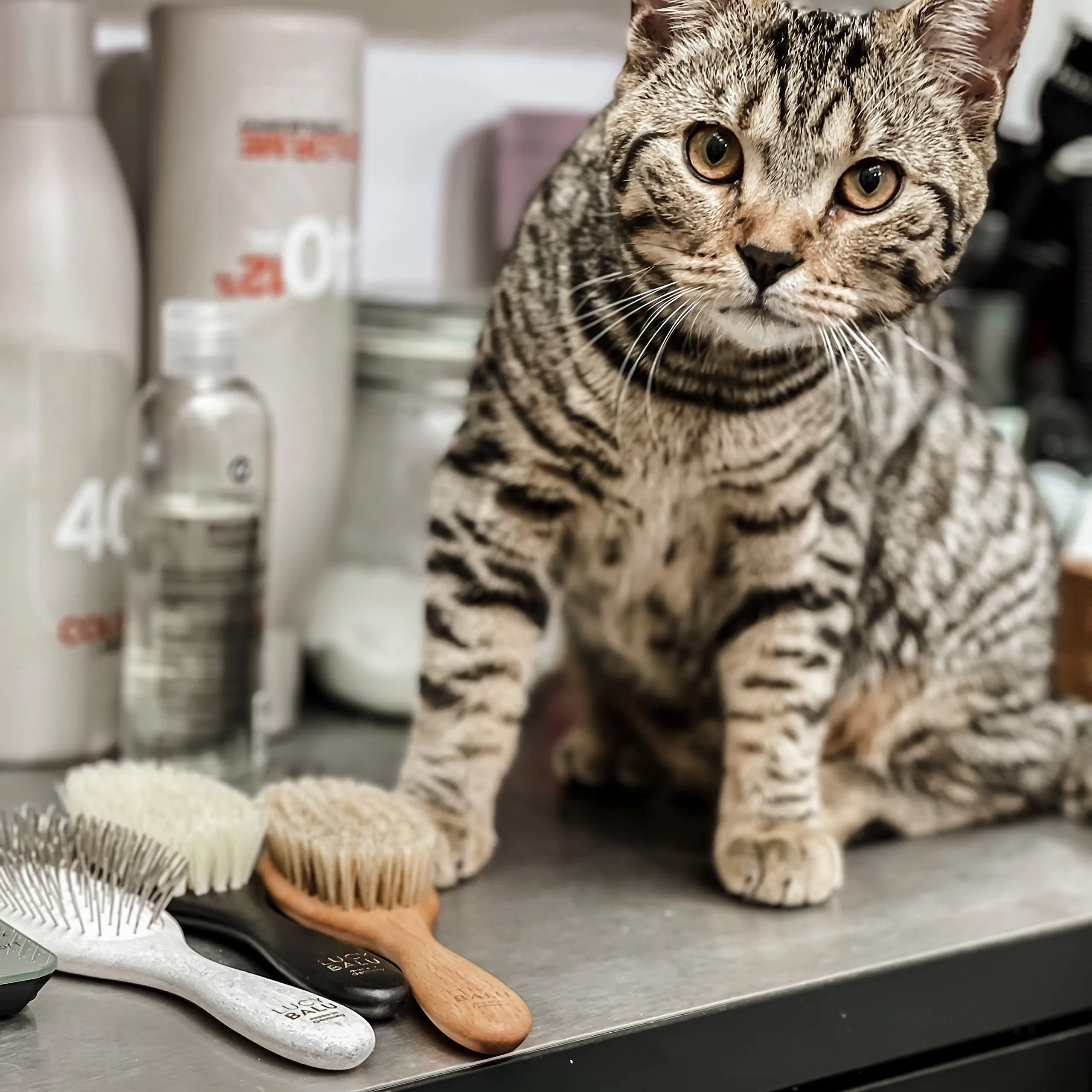 LucyBalu® Figaro Spazzola per gatti con setole metallo e legno I Bianco - immagine 5