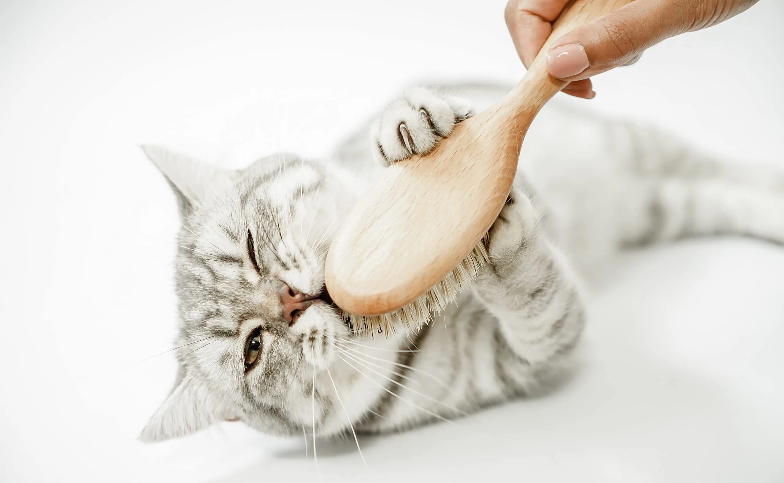 LucyBalu® Figaro Spazzola per gatti con setole naturali e legno I Naturale - immagine 6