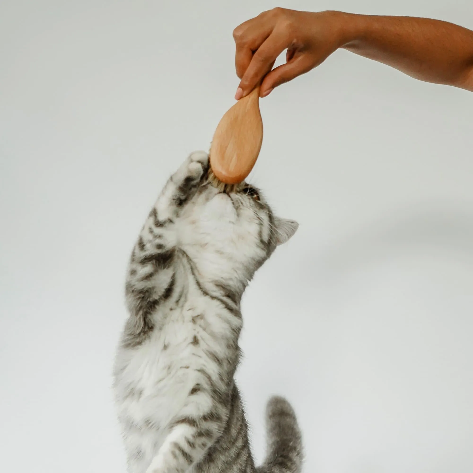 LucyBalu® Figaro Spazzola per gatti con setole naturali e legno I Naturale - immagine 8