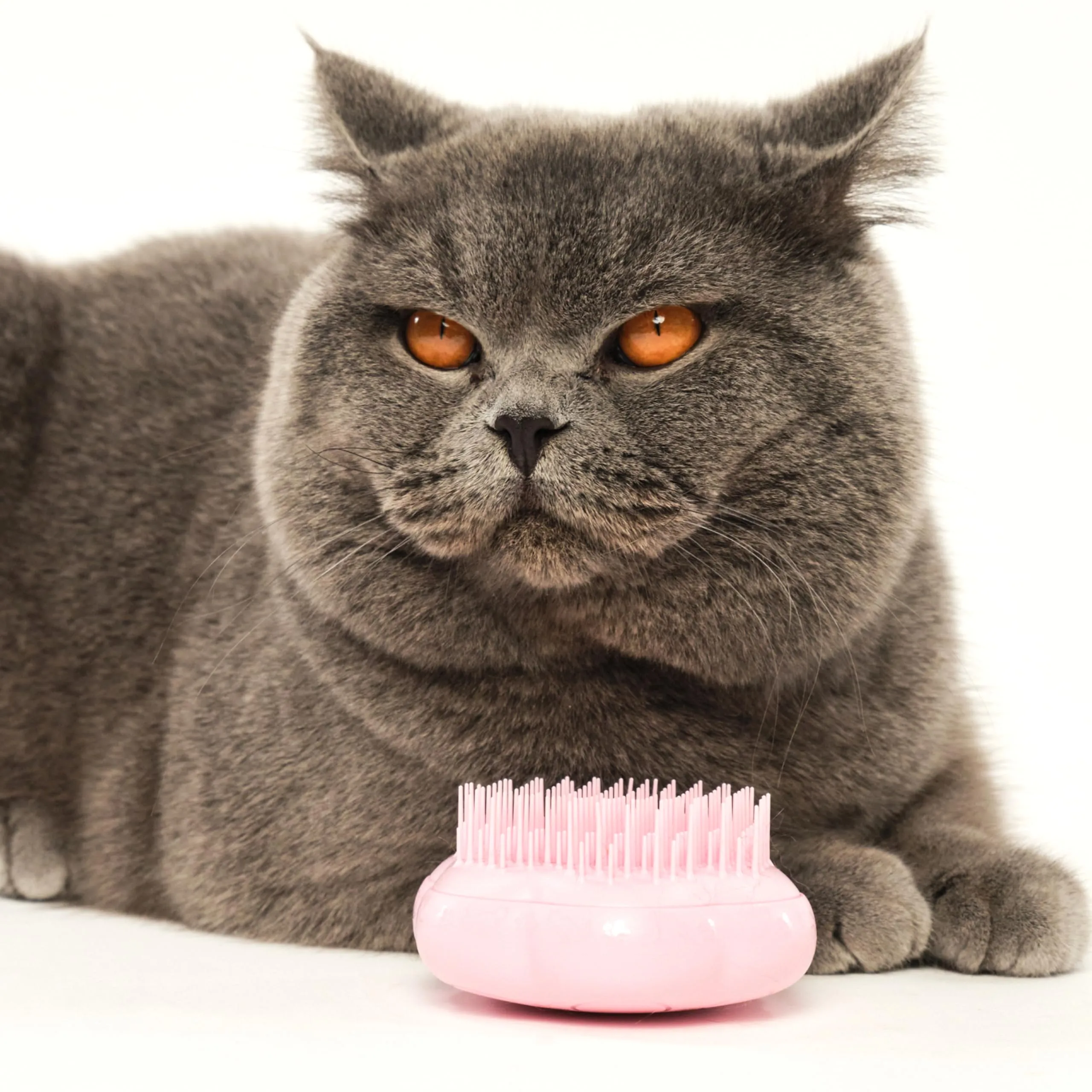 Tangle Teezer Pet Teezer Cat Brush - Animali Domestici Spazzola Gatto e Gattini - pettine cattura togli peli gatti - a doppio livello per pelo corto e medio - Dona morbidezza e lucentezza - Rosa - immagine 5
