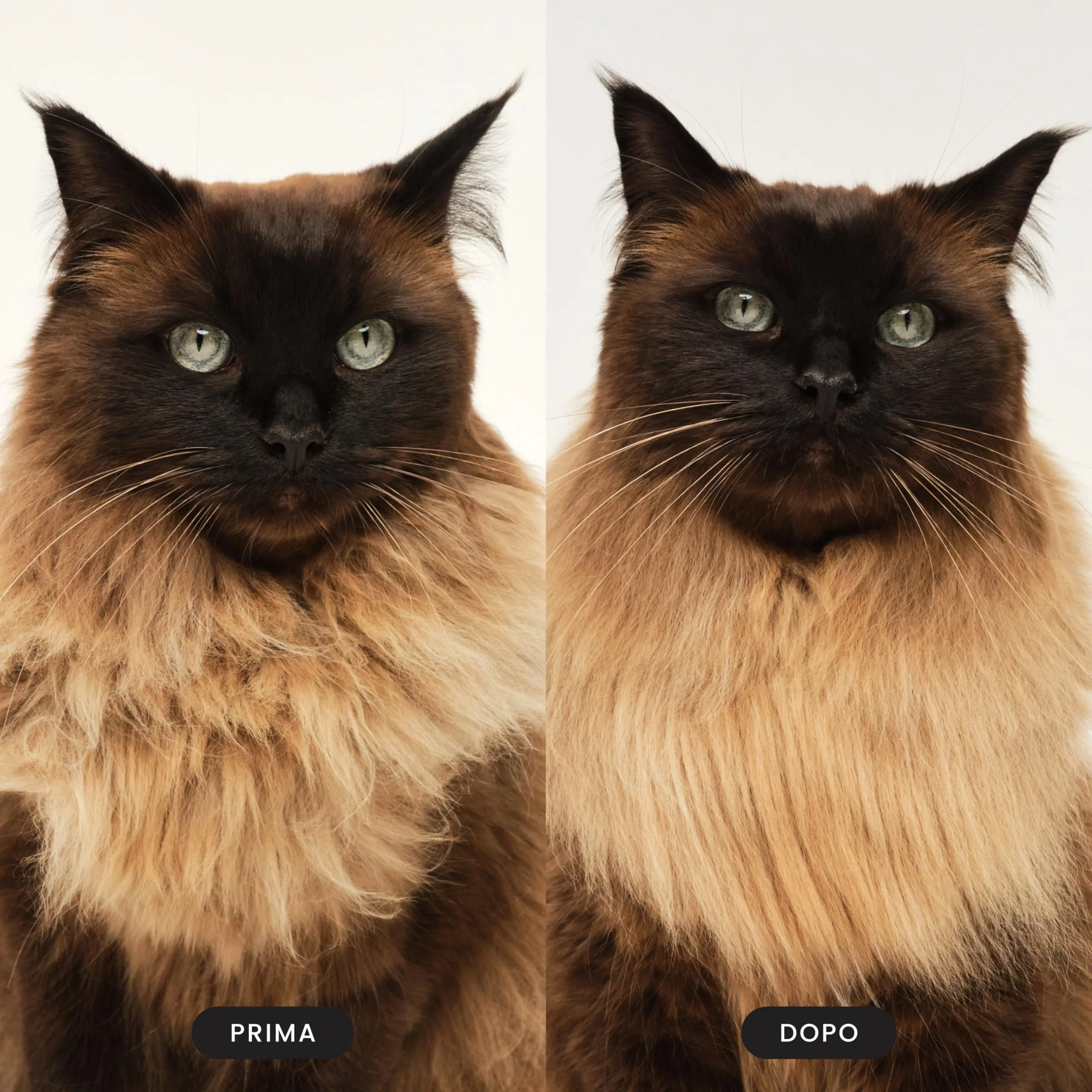 Tangle Teezer Pet Teezer Cat Brush - Animali Domestici Spazzola Gatto e Gattini - pettine cattura togli peli gatti - a doppio livello per pelo corto e medio - Dona morbidezza e lucentezza - Rosa - immagine 6