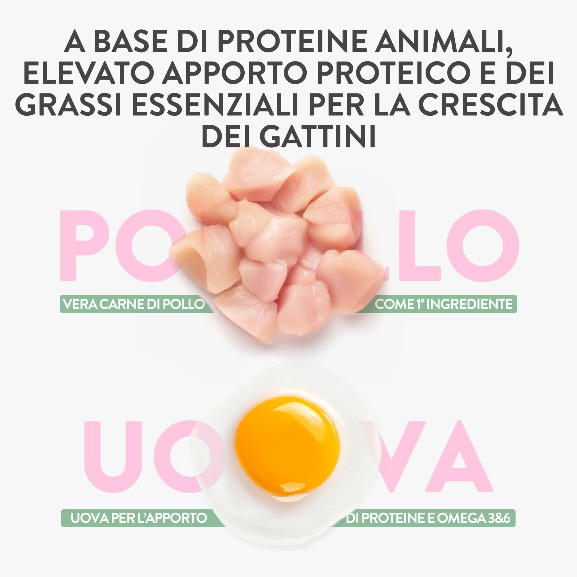 Schesir Born Carnivore Baby, Alimento Secco Completo Per Cuccioli di Gatto, Pollo con Uovo, Alto Contenuto Proteico, Cotto in Forno, Grain Free, 255 g - immagine 8