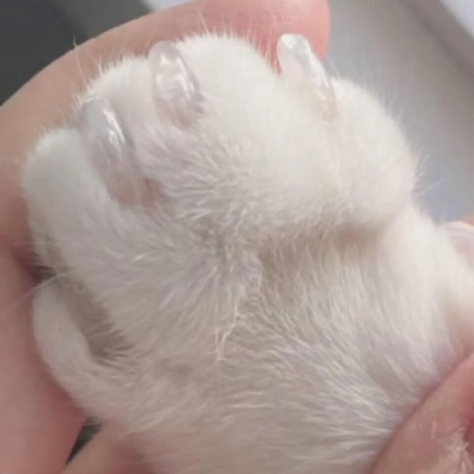 Lot di 20 cappucci morbidi per gatti e animali domestici - Fodera protettiva trasparente per la cura delle unghie dei piccoli animali (trasparente, XS) - immagine 5