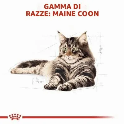 Royal Canin Maine Coon 31 - immagine 3