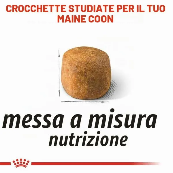 Royal Canin Maine Coon 31 - immagine 7