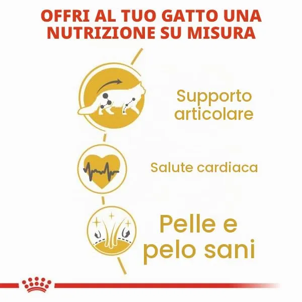 Royal Canin Maine Coon 31 - immagine 8