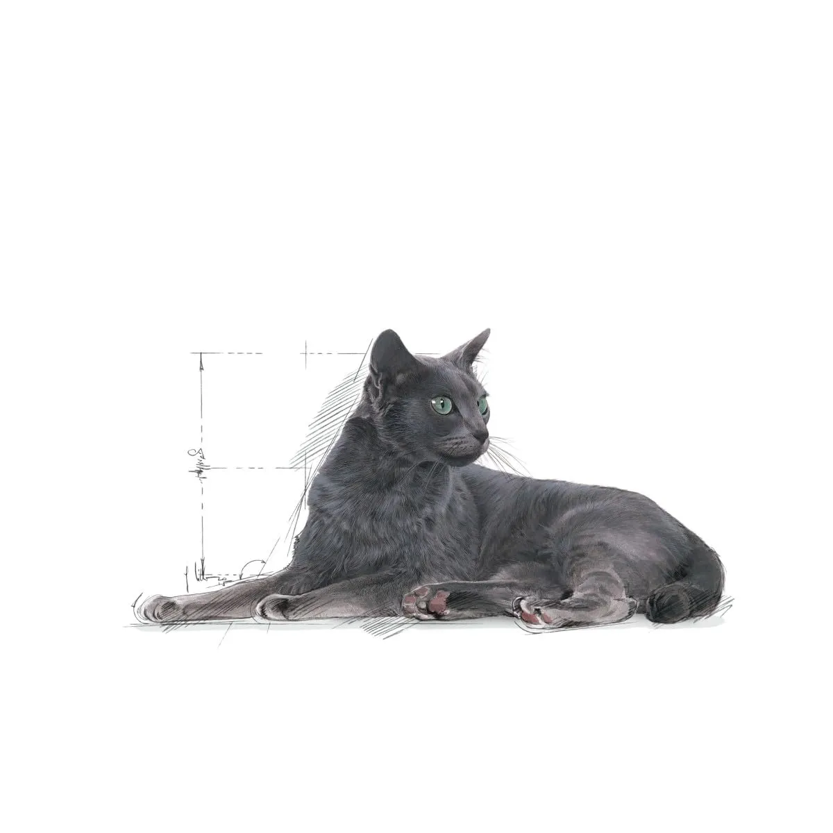 Royal Canin - C-584637 - Cibo Secco Per Gatti Sterilizzati +7, 3,5 Kg - immagine 3