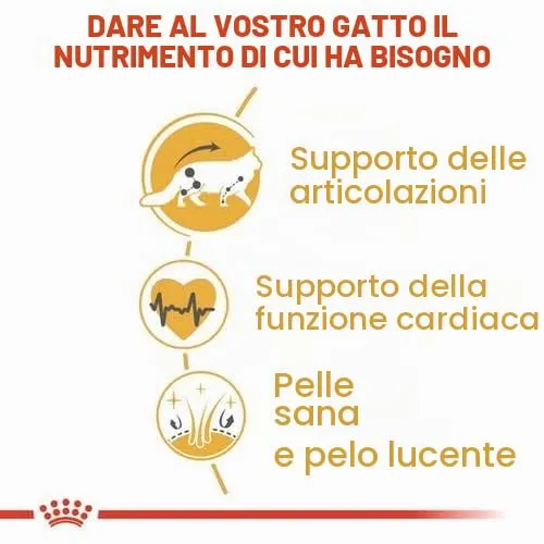 Royal Canin Maine Coon Adult | Confezione doppia | 2 x 400 g | Cibo secco per gatti | Adattato alle esigenze dei gatti Maine Coon | Per il sostegno delle articolazioni e delle ossa - immagine 5