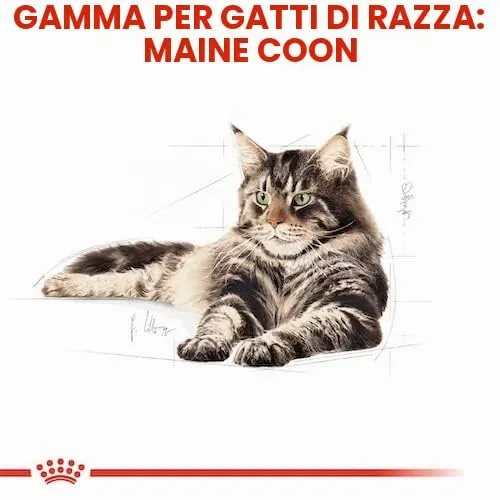 Royal Canin Maine Coon Adult | Confezione doppia | 2 x 400 g | Cibo secco per gatti | Adattato alle esigenze dei gatti Maine Coon | Per il sostegno delle articolazioni e delle ossa - immagine 6