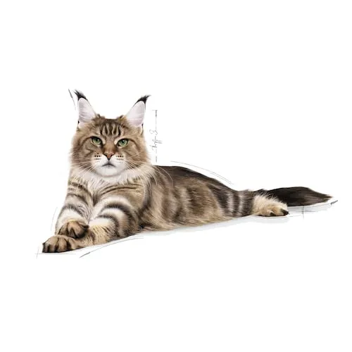 Royal Canin Maine Coon Adult | Confezione doppia | 2 x 400 g | Cibo secco per gatti | Adattato alle esigenze dei gatti Maine Coon | Per il sostegno delle articolazioni e delle ossa - immagine 7